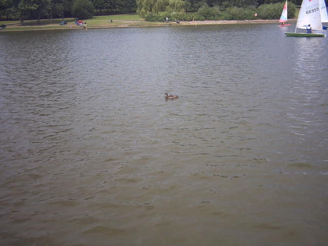 Go find some ducks!