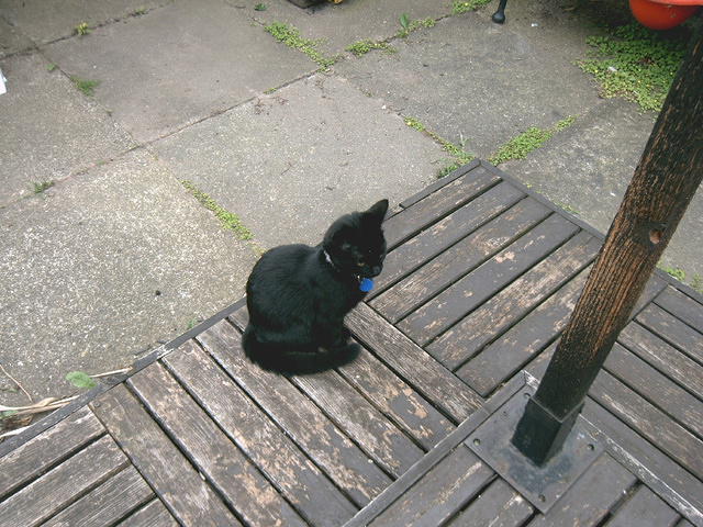 Tiny cat wonders what's going on with all these new people.