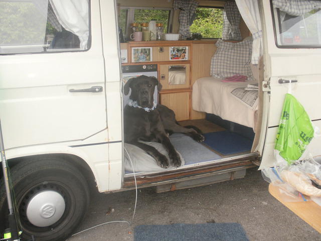 Breeze, Brid's foster dog