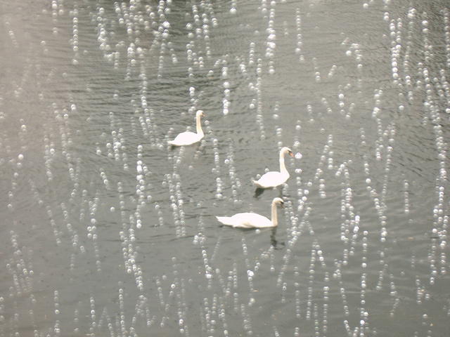 Swans in the rain.