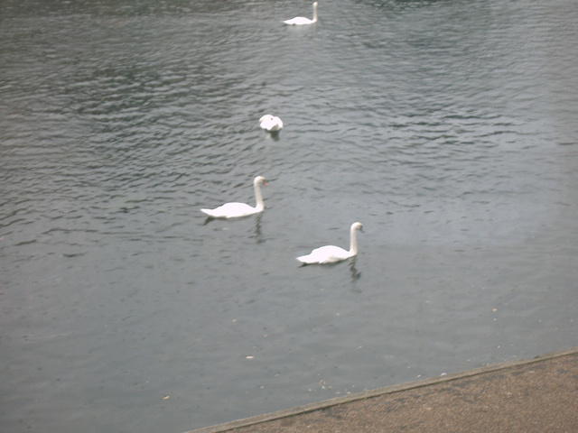 A clearer swan photo.