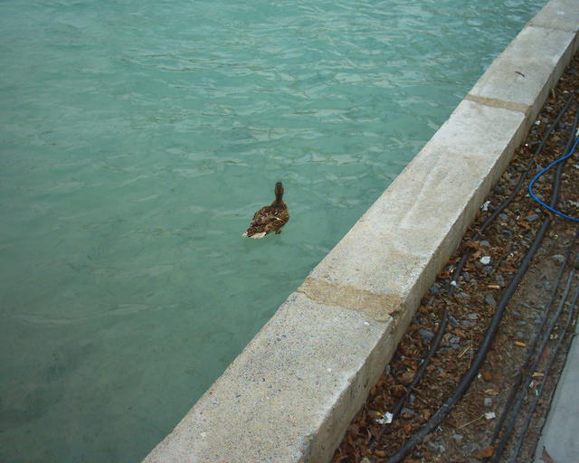 Looks like a duck to me!