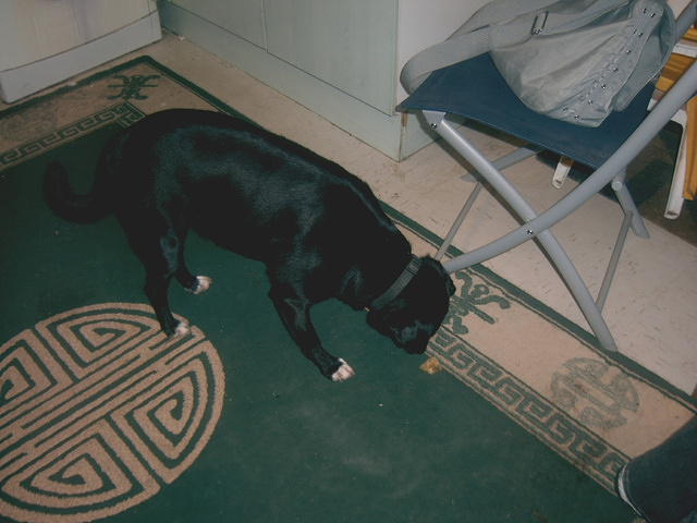 Sheba eyes a titbit.