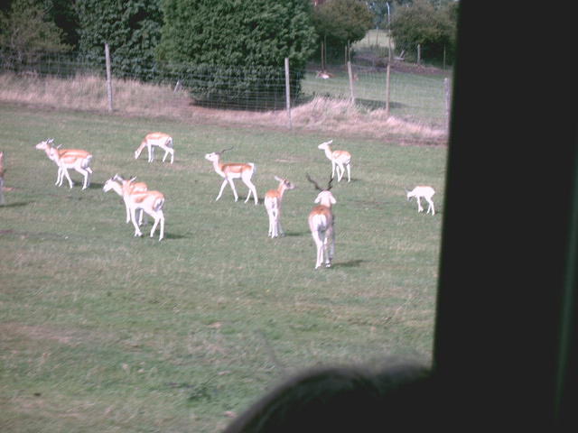 IMAG0017.JPG