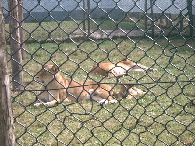 IMAG0033.JPG