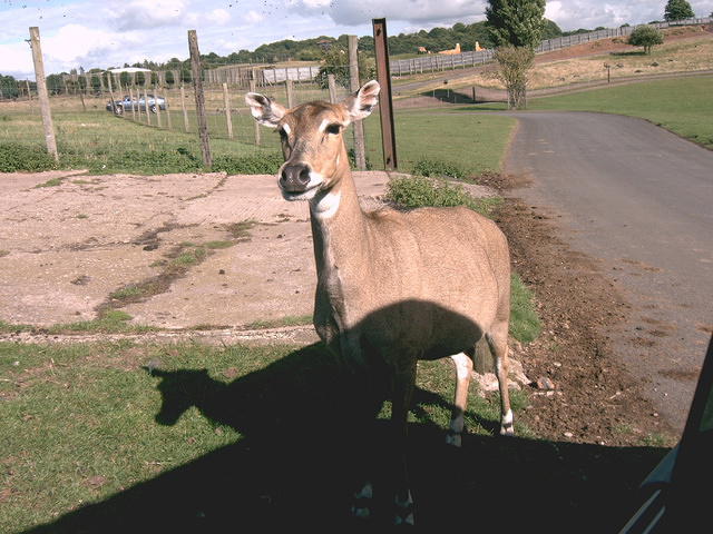 IMAG0084.JPG