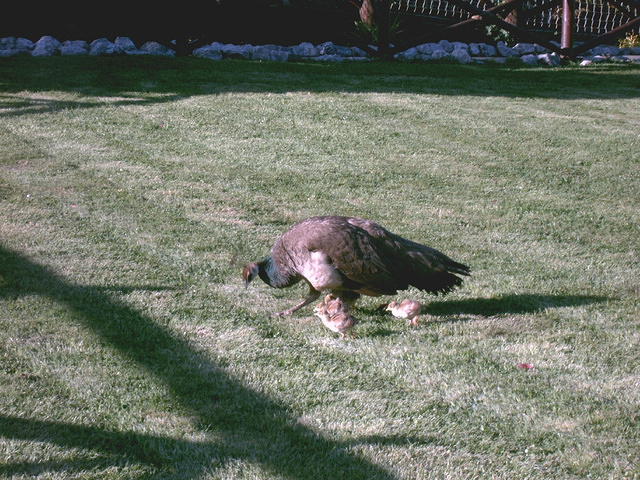 IMAG0111.JPG