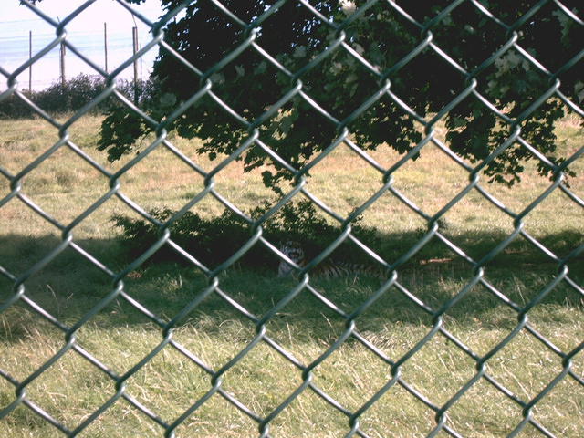 IMAG0061.JPG