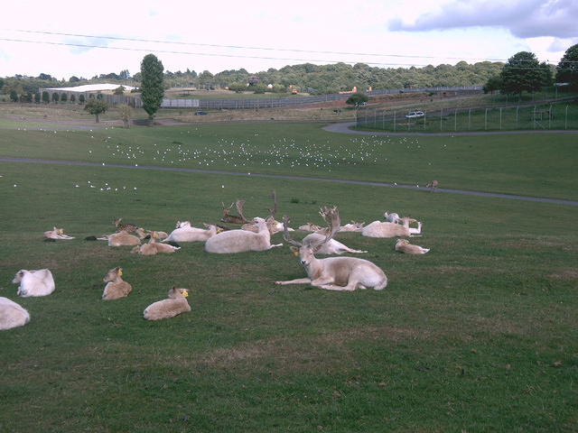 IMAG0071.JPG