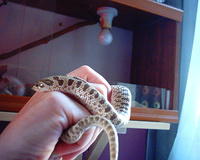Ssssssssssssssssssssssssssss!