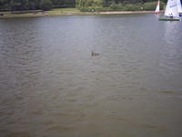 Go find some ducks!