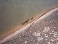 And ducklings too!
