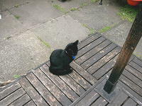 Tiny cat wonders what's going on with all these new people.