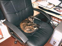 This is my chair and nobody's having it!