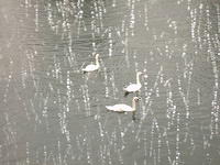 Swans in the rain.
