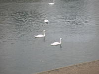 A clearer swan photo.