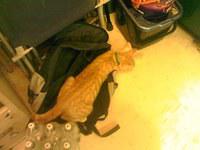 He likes to use my backpack as a bed ;)
