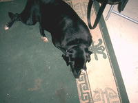 Dog tired!