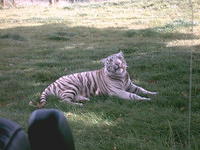 Safari Sagoodie!