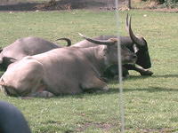 IMAG0012.JPG