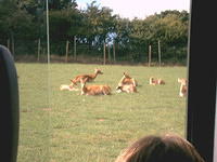 IMAG0015.JPG