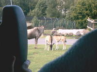 IMAG0045.JPG