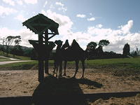 IMAG0081.JPG