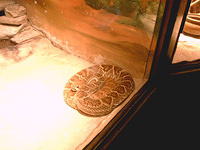 IMAG0107.JPG